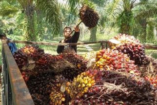 Harga Sawit Ditetapkan Rp 1.800 per Kilogram - JPNN.com Sultra