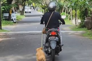 Viral, Perempuan Penyeret Anjing di Jalan Raya Pakai Motor dari Jakarta, Ini Kata Polisi - JPNN.com Bali