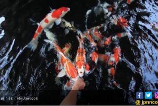 Pengiriman Ikan Hias Air Laut dari Sumbar ke Pasar Domestik Mencapai Rp 2,2 Miliar - JPNN.com Sumbar