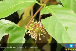 Petani Gambir Belum Kunjung Sejahtera, Gubernur Sumbar Berharap pada Perda - JPNN.com Sumbar