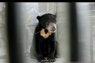Demi Menyelamatkan Istri, Ismail Hadapi Beruang Besar dengan Tangan Kosong - JPNN.com Sumbar