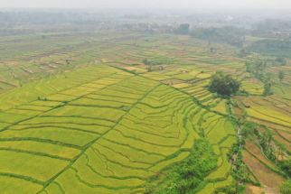 Pemkab Purwakarta Siap Lindungi 18 Ribu Hektare Area Persawahan dari Alih Fungsi Lahan - JPNN.com Jabar