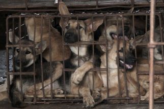 Dinas Pertanian Padang Sudah Dua Tahun Periksa Kesehatan Anjing di Tempat Penampungan - JPNN.com Sumbar