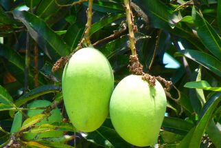 4 Khasiat Konsumsi Mangga Muda, Silahkan Dibuktikan - JPNN.com Lampung