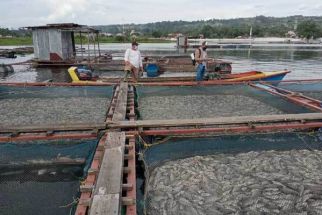 Karawang Siap Jadi Daerah Penyedia Benih Ikan Nila - JPNN.com Jabar