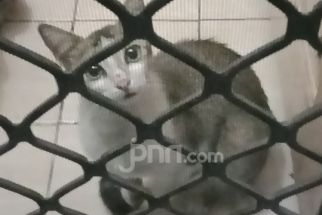 Viral Kucing yang Dijual Sakit, Pasar Hewan Splendid Malang Didatangi Satpol PP - JPNN.com Jatim