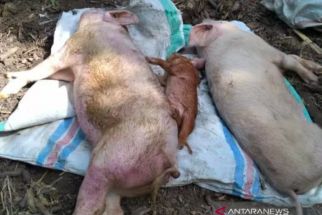 NTT Butuh Labkes Hewan Tangkal Virus Flu Babi Afrika, Rawan Serangan dari Timor Leste - JPNN.com Bali
