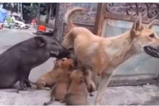 Viral di Instagram, Lokasi Penampungan Anjing di Belakang Asrama Haji Juga Menjual Daging dan Tuak - JPNN.com Sumbar