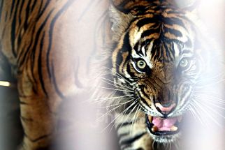 Harimau Sumatra Berkeliaran di Areal Perkebunan, Warga Madina Takut Berladang - JPNN.com Sumut