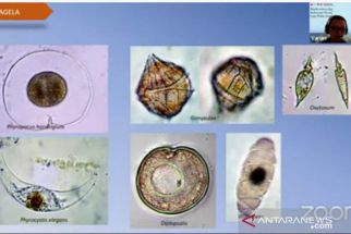  LIPI Temukan Fitoplankton Berbahaya di Perairan Lombok Utara, Perhatikan Jenisnya - JPNN.com Bali
