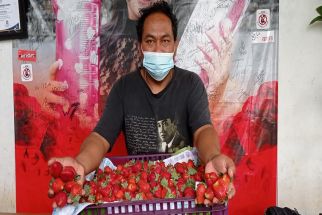 Amazing! Petani Pancasari Bali Sukses Kembangkan Stroberi Sebesar Telur Ayam Buras - JPNN.com Bali