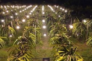 Petani dan Pengusaha Penggilingan Padi Bali Terkesan Program Electrifying Agriculture PLN - JPNN.com Bali