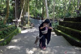 NSW Health Imbau Turis Australia Waspadai Gigitan Monyet di Bali, Dispar Merespons - JPNN.com Bali
