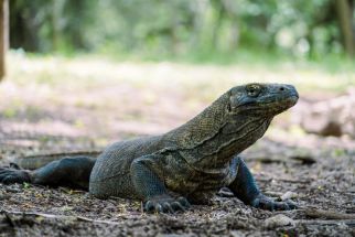 Begini Kondisi Terakhir Pemandu Wisata Resort Loh Buaya Korban Gigitan Komodo, OMG!  - JPNN.com Bali