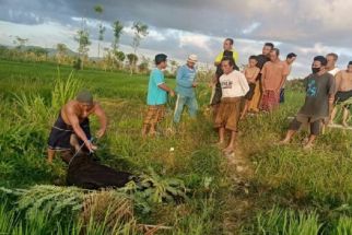 Dua Ekor Sapi Haji Suratman Dicuri Maling, Ajaib Begini Endingnya - JPNN.com Bali
