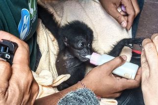 Siamang Peliharaan Bupati Badung Giri Prasta Dikirim ke Pusat Rehabilitasi Satwa Kalaweit - JPNN.com Bali