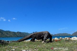 Pembangunan Jurassic Park di Pulau Rinca Segera Rampung, Begini Rupanya - JPNN.com Bali