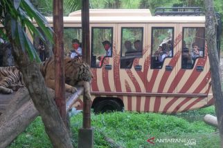 Kabar Gembira, Tiga Satwa Taman Safari Bali Lahir di Pengujung 2021 - JPNN.com Bali