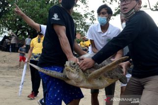 Wakasal Lepas 33 Penyu Hijau Tangkapan Lanal Denpasar di Pantai Kuta, Lihat Aksinya - JPNN.com Bali