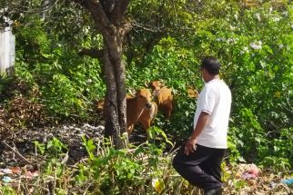 Sapi Peliharaan Merumput Sembarangan, Aparat Dua Desa di Kota Denpasar Turun Tangan - JPNN.com Bali