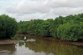 Peneliti BRIN Kadek Erosi Puji Hukum Adat Jaga Hutan Keramat di Bali - JPNN.com Bali