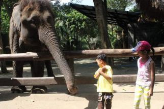 Bali Zoo Sambut Kelahiran Bayi Gajah Sumatera Jantan Pertama, Ini Waktunya - JPNN.com Bali