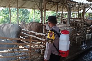 Wabah Kuku dan Mulut pada Ternak Kian Mencemaskan, Polisi Bali Turun Tangan - JPNN.com Bali