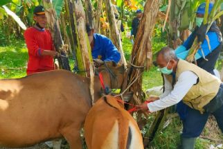 Aksi Serentak Cegah PMK di Bali Berlanjut, Lihat Aksi Satgas Denpasar - JPNN.com Bali