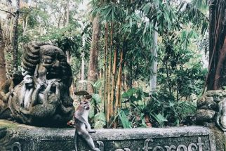 Media Asing Sorot Kera di Monkey Forest Bali, Temuan Ilmuwan Dunia Bikin Tercengang - JPNN.com Bali