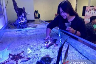 Bali Reef Aquarium: Wahana Edukasi Akuatik Terbaik di Denpasar, Keren - JPNN.com Bali