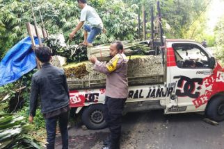 Pikap Pengangkut Janur Tergelincir Gegara Google Maps, Aksi Aiptu Wijaya Tuai Pujian - JPNN.com Bali