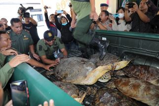 Bisnis Lawar Penyu Langka Menggiurkan, Beroperasi Sejak 1998, Harga Per Paket Ratusan Ribu - JPNN.com Bali