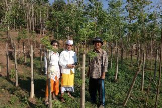 Budi Daya Kelor di Desa Lokapaksa Buleleng: Berawal tak Mampu Berobat, Omset Puluhan Juta - JPNN.com Bali