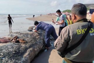 Paus Sperma Terdampar di Pantai Legian Tebar Bau Busuk, Ini Temuan BKSDA Bali - JPNN.com Bali