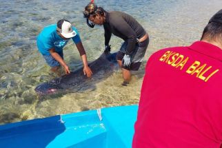 Paus Sperma Kerdil Terdampar di Pantai Semawang Sanur, Ini Temuan BKSDA Bali - JPNN.com Bali