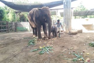 Koleksi Gajah Sumatra di Bali Zoo Gianyar Bertambah, Begini Kronologinya - JPNN.com Bali