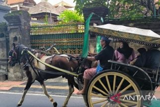 1.248 Turis Menikmati Layanan Dokar Hias Gratis di Denpasar - JPNN.com Bali