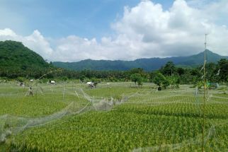 Hama & Penyakit Tanaman Potensi Muncul saat Kemarau Basah, BMKG Mengimbau - JPNN.com Bali