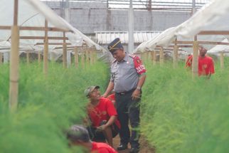 Mengulik Budi Daya Asparagus di Lapas Narkotika Bangli, Pertama, Program Unggulan - JPNN.com Bali