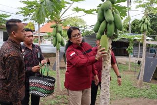 Kakanwil Pramella Panen Pepaya dan Tabur Benih Lele di Rutan Bangli, Ini Pesannya - JPNN.com Bali