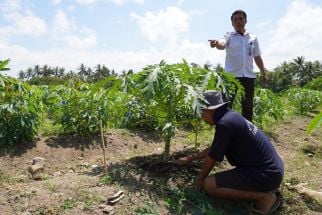 WBP Lapas Lombok Barat Budi Daya Pepaya, Bekal Keterampilan Setelah Bebas - JPNN.com Bali