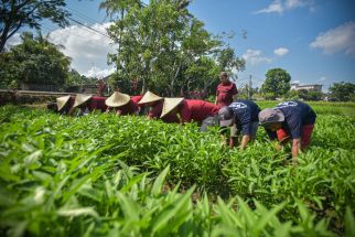 Lapas Lombok Barat Panen Raya Kangkung, Dukung Program Presiden Prabowo - JPNN.com Bali