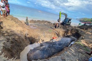 BKSDA Ungkap Hasil Nekropsi Paus Terdampar di Pantai Banyuning Karangasem, OMG! - JPNN.com Bali