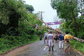 Pohon Tumbang Menimpa Kabel Listrik di Lebak, Ada Percikan Api - JPNN.com Banten