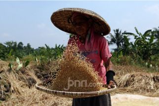 Meski Dihantam El Nino, Panen Padi Kabupaten Karawang Sentuh 1,4 Juta Ton Setahun - JPNN.com Jabar