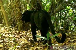 Muncul Dugaan Keberadaan Macan di Windunegara Banyumas, Penyelidikan Segera Dilakukan - JPNN.com Jateng