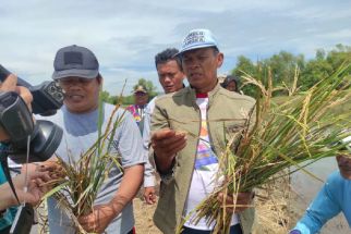 Imbas Proyek Tol Semarang-Demak, Petani di 5 Desa Ini Gagal Panen 3 Musim - JPNN.com Jateng
