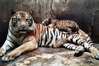 Petugas Tewas Diterkam Harimau, Serulingmas Zoo Ditutup Sementara - JPNN.com Jateng