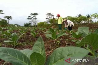 50% Bibit Tembakau Petani di Temanggung Mati Akibat Curah Hujan Masih Tinggi - JPNN.com Jateng