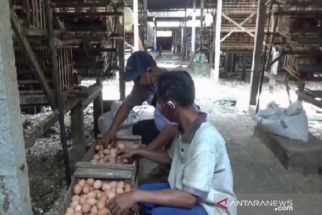 Harga Telur Ayam di Blitar Terus Merosot, Banyak Peternak Gulung Tikar - JPNN.com Jatim